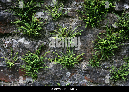 Maidenhair Maidenhair plantas Asplenium trichomanes crece sobre una pared caliza húmeda en Somerset Foto de stock