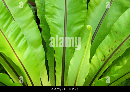 Nido de Pájaro hojas verde helecho Asplenium nidus Foto de stock