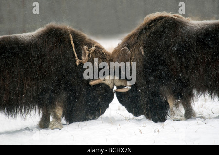 Dos machos adultos de buey almizclero combates en la Reserva de Fauna de Yukon, Canadá Foto de stock