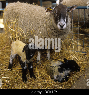 Al norte de Inglaterra mula oveja con su hermana gemela corderos justo después del parto