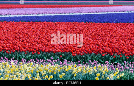 Los campos de tulipanes de Bollenstreek, Holanda Meridional, Países Bajos. Se centran en el bloque principal de tulipanes rojos
