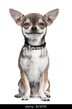 Chihuahua perro mirando a la cámara sonriendo delante de un fondo blanco, Foto de estudio