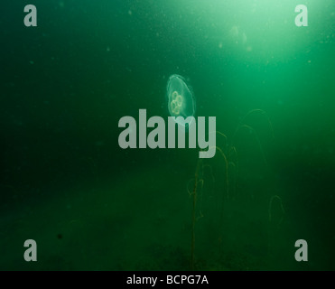 Aurelia aurita, medusas underwater Foto de stock