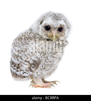 Owlet, Athene noctua, 4 semanas de edad, delante de un fondo blanco, Foto de estudio Foto de stock