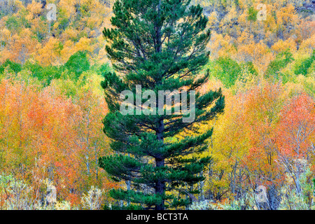 Bosque mixto de álamos en otoño colores y abetos Inyo National Forest, California