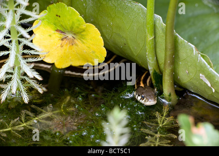 Black-necked Garter Snake (Thamnophis cyrtopsis) Az - USA - semi-acuático - En un estanque con nenúfares Foto de stock