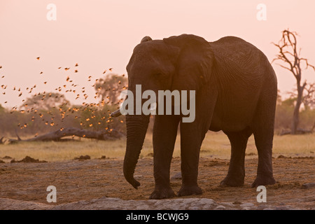 Bush Elefantes Africanos (Loxodonta africana), bebiendo de Savuti orificio de agua, el Parque Nacional Chobe, Botswana, África Foto de stock