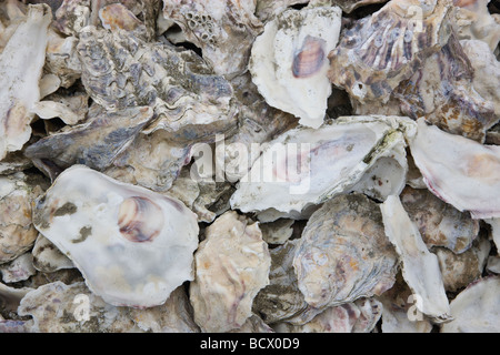 Conchas de ostra apilados para resiembra camas. Foto de stock