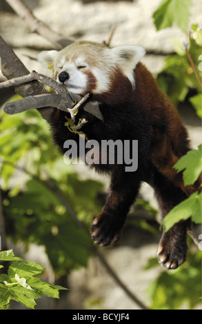 Lesser panda , panda rojo durmiendo en la rama / Ailurus fulgens Foto de stock