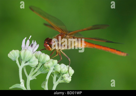 Needham s Skimmer Libellula needhami adulto en Rose Palafoxia Palafoxia rosea Condado Willacy Valle Río Grande, Texas, EE.UU.
