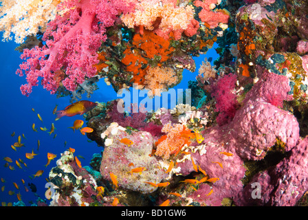 Escena con arrecifes de coral coloridos corales suaves de púrpura y diversos peces tropicales. Safaga, Mar Rojo