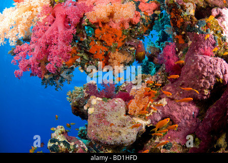 Escena con arrecifes de coral coloridos corales suaves de púrpura y diversos peces tropicales. Safaga, Mar Rojo