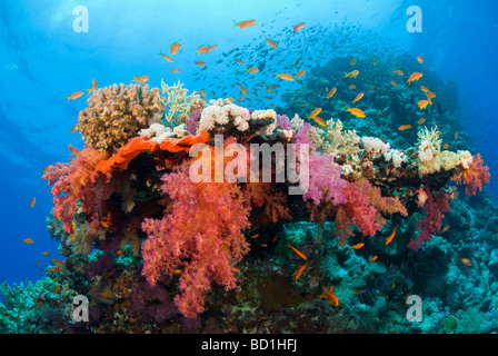 Escena con arrecifes de coral coloridos corales blandos y anthias púrpura. Safaga, Mar Rojo