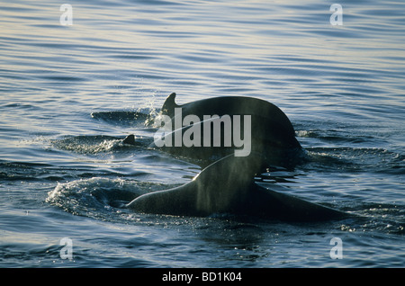 Las ballenas piloto de aleta corta (Globicephalus macrohynchus) el Mar de Cortez, en Baja California, México Foto de stock