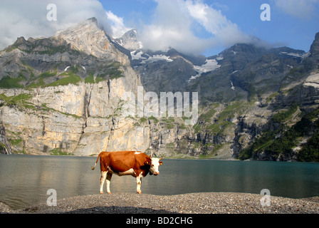 Vaca en orilla de Oeschinensee con mozunt Bluemlisalp Oberland bernés Alpes Suiza Foto de stock