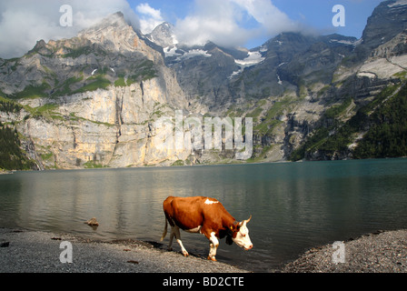 Vaca en la orilla del lago con Bluemlialp Oeschinenen Oberland bernés Alpes Suiza Foto de stock