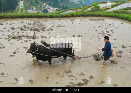 Dong hombre arando el arroz con el búfalo de la provincia de Guizhou en China Foto de stock