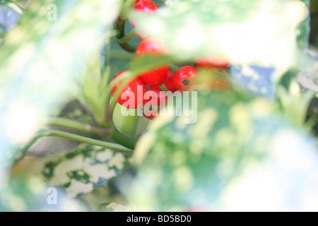 Aucubósido japonica con bayas rojas fotografía artística Jane Ann Butler Fotografía JABP527 Foto de stock