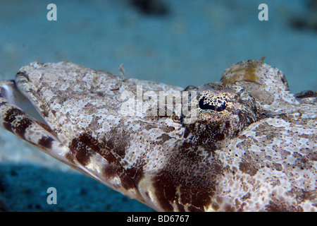 Encuentro con un Crocodilefish mientras buceo en el Mar Rojo cerca de Marsa Alam en Egipto