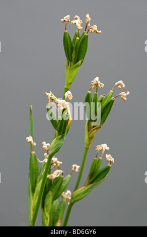Las vainas de la Común bandera amarilla, Iris Pseudacorus, Iridaceae Foto de stock