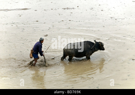 Agricultor arando el arroz con el búfalo de agua de la provincia de Guizhou en China Foto de stock