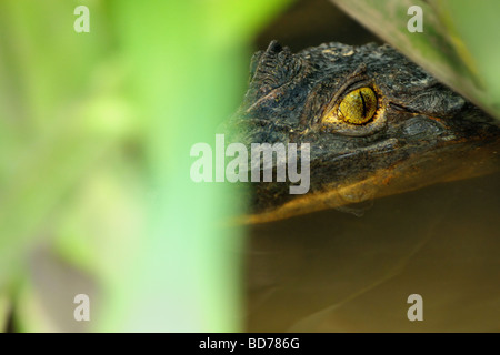 Un babas (Caiman crocodilus) compañeros, a través de un arbusto como se relaja en un manglar en la Península de Osa en Costa Rica. Foto de stock
