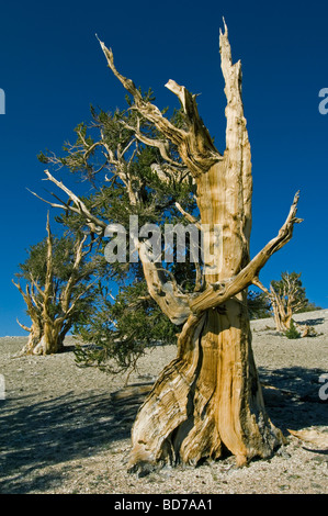 Pino bristlecone (Pinus longaeva), los árboles más antiguos del mundo, Patriarca Grove, White Mountains, California Foto de stock