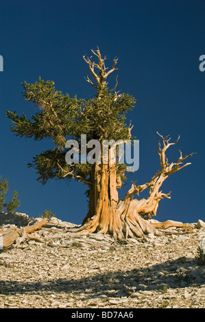 Pino bristlecone (Pinus longaeva), los árboles más antiguos del mundo, Patriarca Grove, White Mountains, California Foto de stock