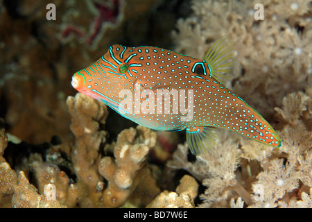 Papúa o Pufferfish Toby papúes, Canthigaster papua, nadando en un arrecife de coral.