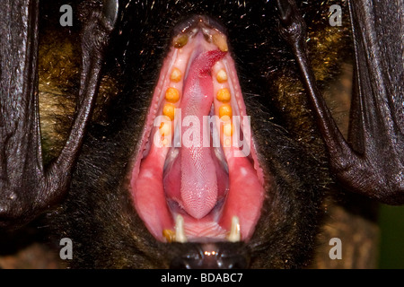 El Zorro Volador de cabeza gris Pteropus poliocephalus Fruit Bat bostezo boca dientes Foto de stock