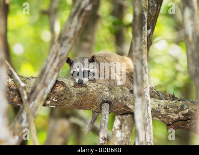 Un mapache cangrejero (Procyon cancrivorus) intenta descansar en una rama justo encima del agua en un manglar. Foto de stock