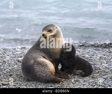 La madre y el bebé focas peleteras Arctocephalus gacela en la playa en la Bahía de Fortuna Georgia del Sur La Antártida Foto de stock