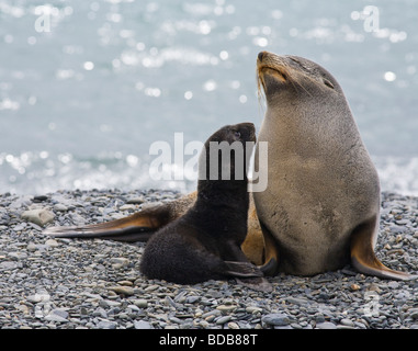 La madre y el bebé focas peleteras Arctocephalus gacela en la playa en la Bahía de Fortuna Georgia del Sur La Antártida Foto de stock