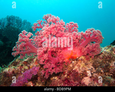Indonesia Sulawesi Wakatobi Parque Nacional Submarino rojo coloridos corales blandos Dendronephthya sp Foto de stock