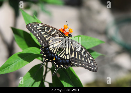Tigre oriental especie butterfly reposando sobre hojas Foto de stock
