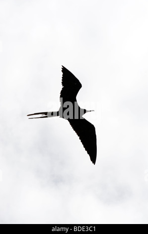 Fragata en vuelo, hembra,siluetas en el cielo, Isla Santa Cruz, Galápagos, Ecuador. Foto de stock