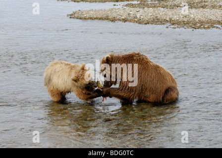 Oso pardo o Grizzly Bear, Ursus arctos horribilis, siembre compartir salmón con cub.
