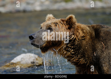 Oso pardo o Grizzly Bear, Ursus arctos horribilis, después de mirar en el agua para el salmón. Segundo en secuencia con imagen # BDG0WC Foto de stock