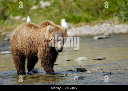 Oso pardo o Grizzly Bear, Ursus arctos horribilis, Parque Nacional Katmai, Alaska Foto de stock