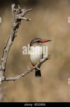 Brown-hooded Kingfisher en la perca, Kruger Park. Foto de stock