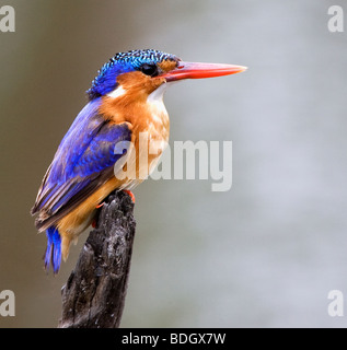 Malachite Kingfisher descansando sobre puesto cerca de agua. Foto de stock