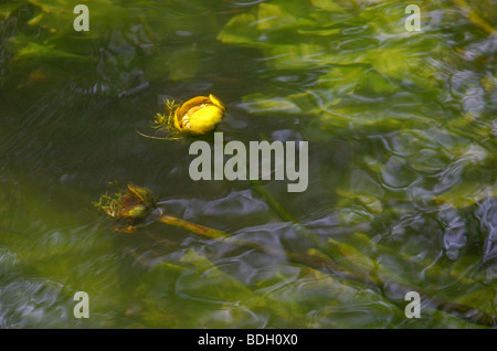 Lirio de Agua Amarilla, Nuphar lutea, Nymphaeaceae. Aka Spatterdock, Vaca Lily Pond, o amarillo-Lily. Crece en el río Colne. Foto de stock
