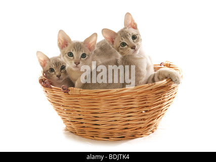 Tonkinese gato - tres gatitos en la cesta