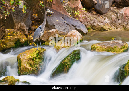 Great Blue Heron (Ardea herodias) en el Virgin River, el Parque Nacional de Zion, Utah Foto de stock