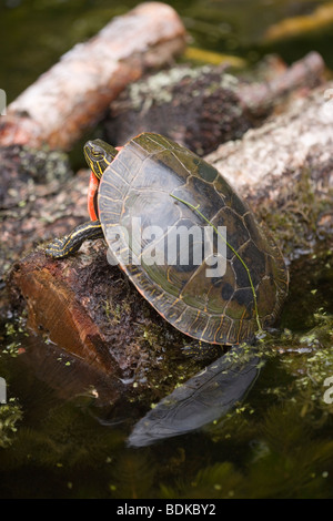 North American Western tortuga pintada (Chrysemys picta belli). Saliendo de enfriar el agua a calentar en la luz del sol por un peregrino log​ flotante, elevando la temperatura corporal Foto de stock