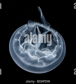 Luna, medusa Aurelia aurita, también conocido como luna jalea, medusas, común y jalea de platillo.