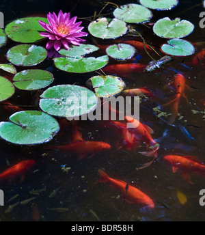 Oro o koi peces en un estanque con nenúfares