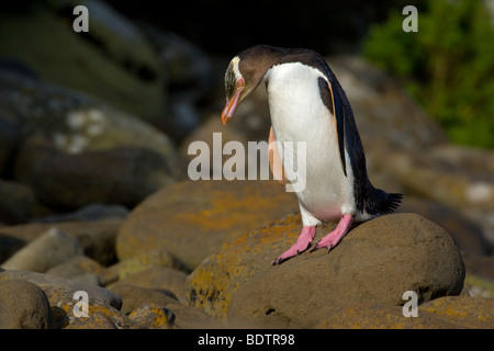 Y de los pingüinos de ojos amarillos (megadyptes antipodes), isla del sur de Nueva Zelanda, la bahía de curiosidades Foto de stock