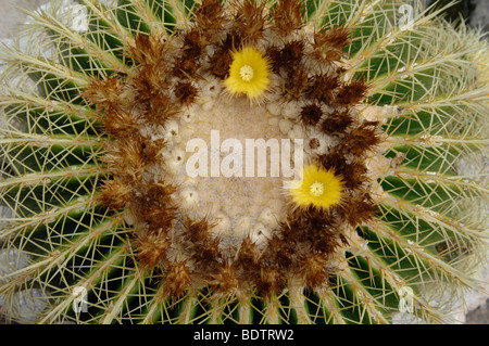 Cactus barril floración detalle