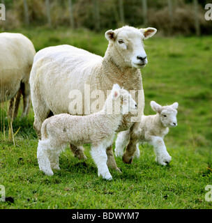 Una oveja Romney con dos corderos en Nueva Zelanda